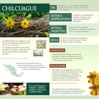 Concentrated Chilcuague Extract