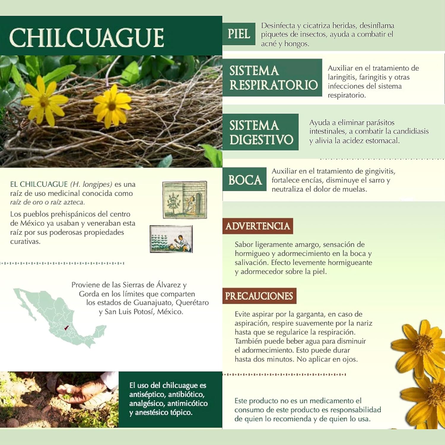 Concentrated Chilcuague Extract