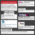 Concentrated Chilcuague Extract